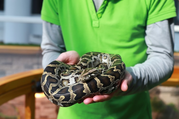 Tiger python in human hands