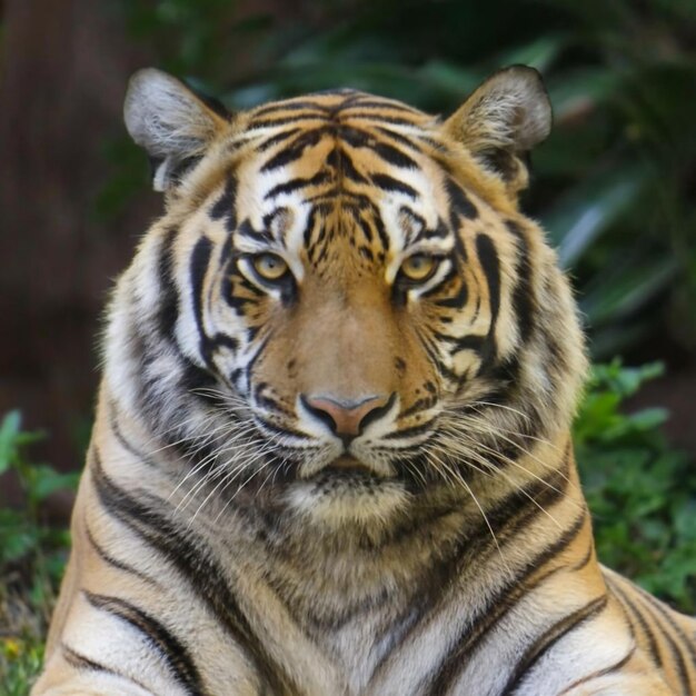 Tigre rilassato sullo sfondo dell'immagine della foresta