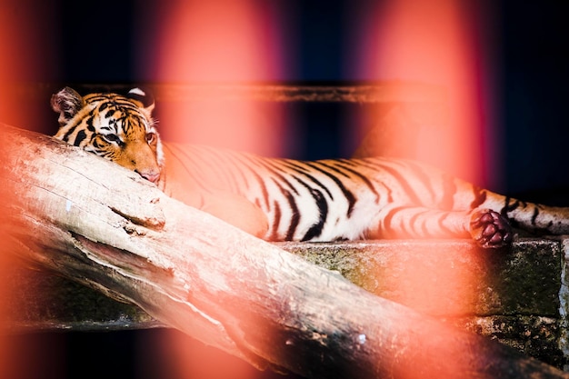 Photo tiger relaxing in cage at zoo