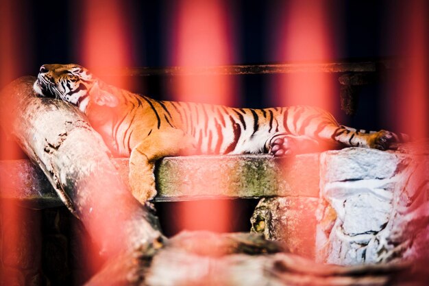 Photo tiger relaxing in cage at zoo