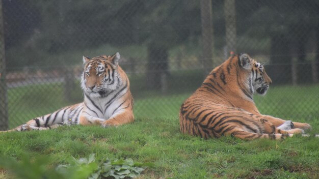 Tiger relaxing on field in zoo