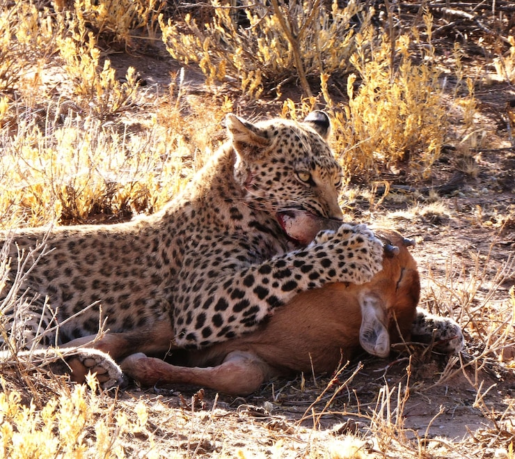 Photo tiger relaxing on field