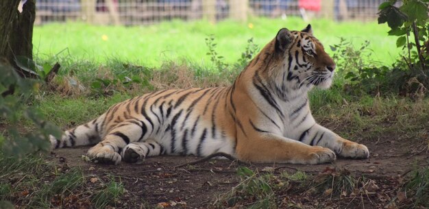 Foto tigre che si rilassa su un campo
