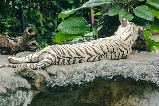 写真 動物園の岩の上でリラックスする虎