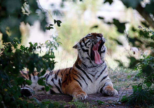 野生動物公園の日陰でリラックスするトラ