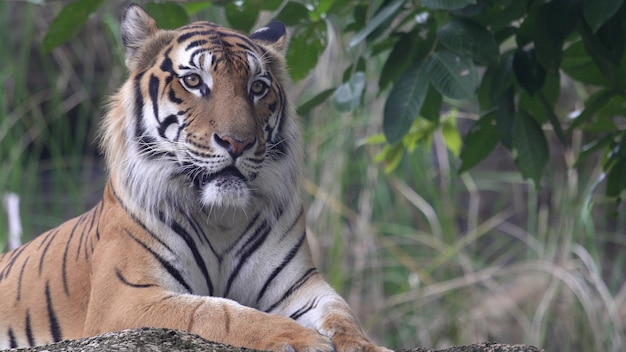 Tiger resting in the forest