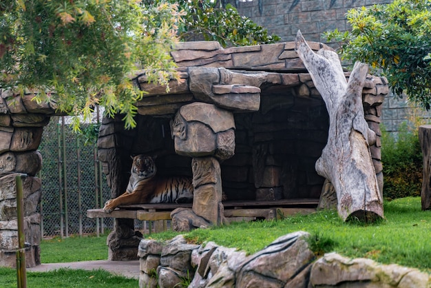 Tiger resting in the grass, nature, wild animals.