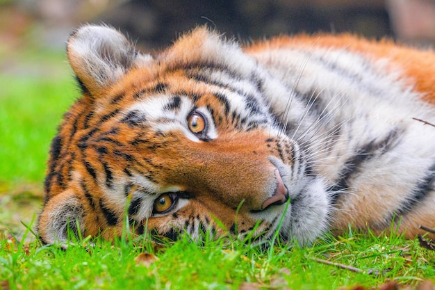 Photo tiger resting in the jungle royel bangel tiger resting in the shade