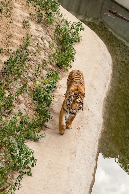 Tiger resting in the nature near the water