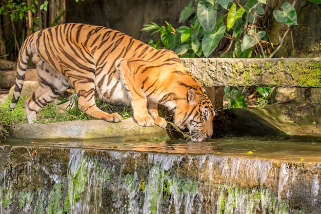 tiger's activities on a hot day