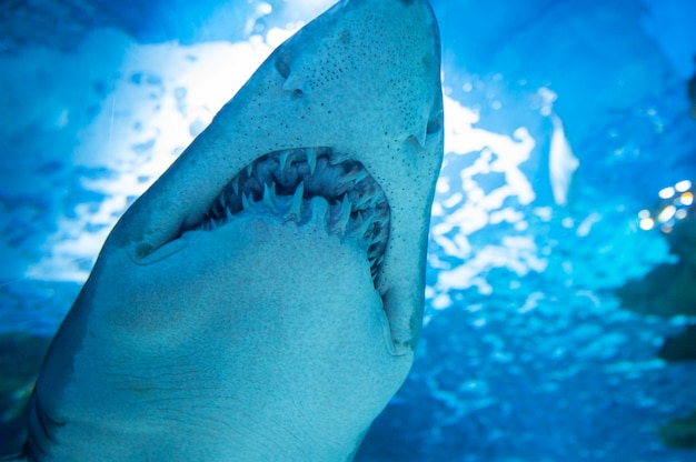 Tiger shark in  sea water. Big shark in deep blue water.