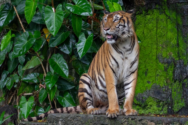 Tiger show tongue è seduto di fronte alla cascata