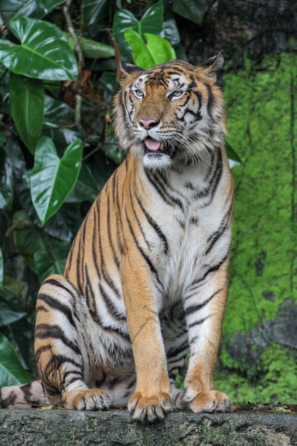 Photo tiger show tongue is sit down