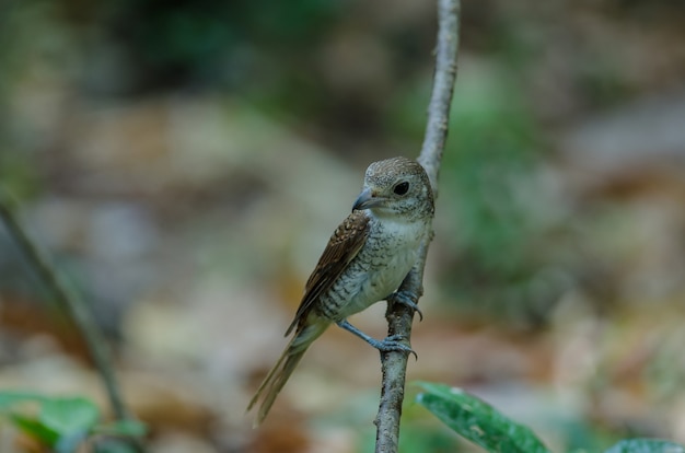 Tiger Shrike standing on a branch in nature