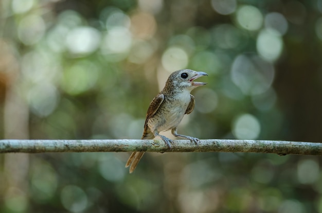 Tiger Shrike standing on a branch in nature