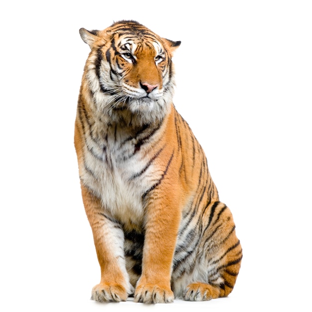 Photo tiger sitting isolated.