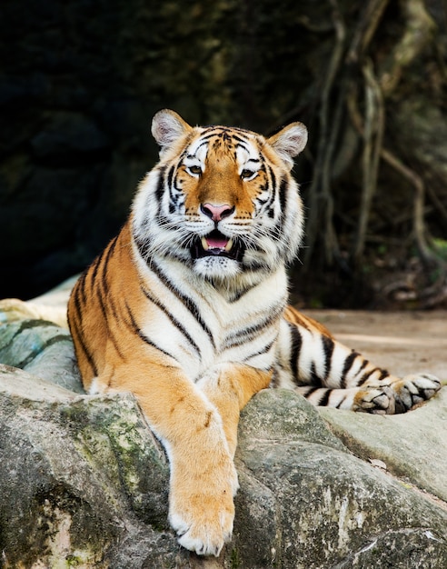 動物園に座っている虎。