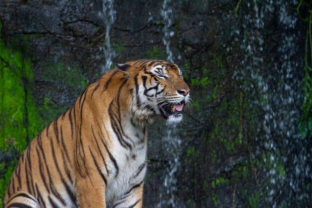 Tiger sleep in front of waterfall