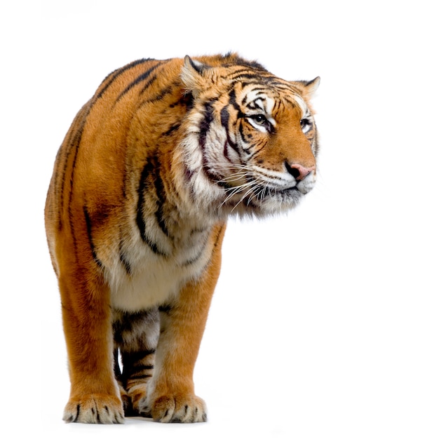 Tiger standing up isolated.