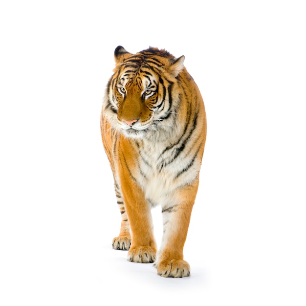 Tiger standing up isolated.