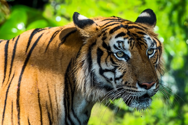 The tiger stands to look at something with interest.