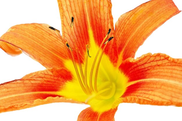 Tiger(striped) lilies on white background. Isolated.