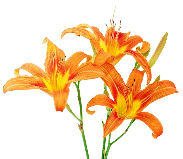 Tiger(striped) lilies on white background. Isolated.