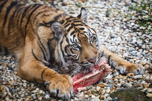 Tiger sumatra mangiare il suo pranzo panthera tigris sumatrae