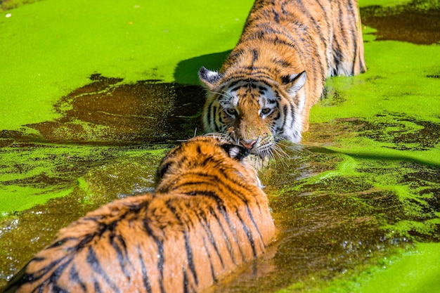 Foto tiger nuotare nella natura verde royel tigre del bengala nuotare in un lago