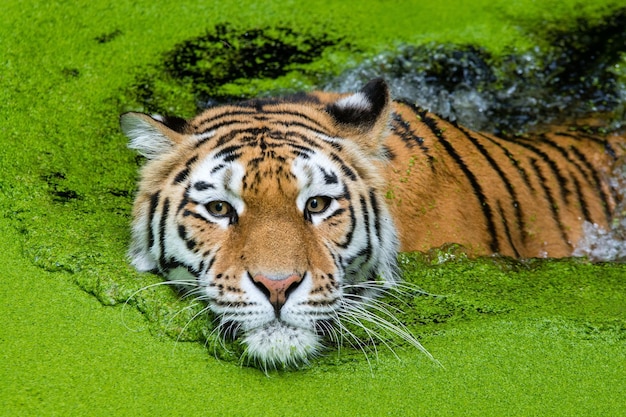 写真 緑の自然で泳ぐトラ 湖で泳ぐロイエル ベンガルトラ