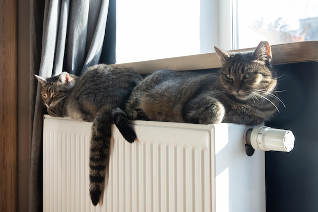 暖かいラジエーターでリラックスしたトラ猫猫暖かい猫は寒い日にバッテリーの上に横たわっています