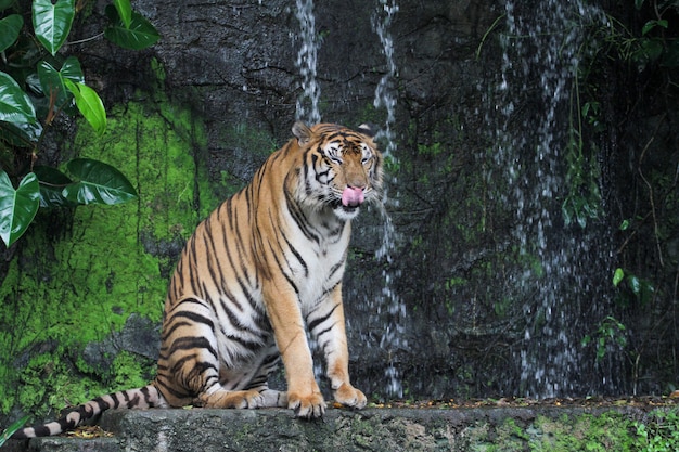 Tiger toont tong sitdown voor mini waterval