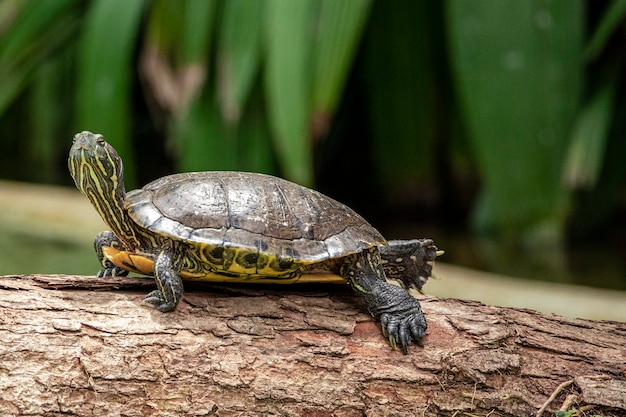 Tiger tortoise sunbathing on tree trunk in the lake.