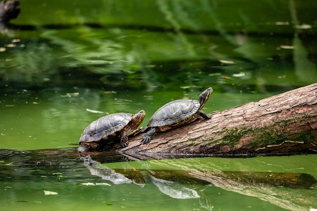 Photo tiger tortoise sunbathing on tree trunk in the lake.