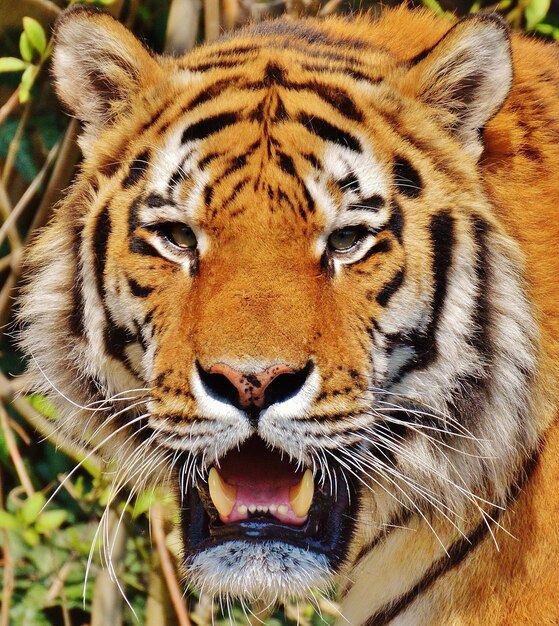 Foto tigre sul tronco dell'albero