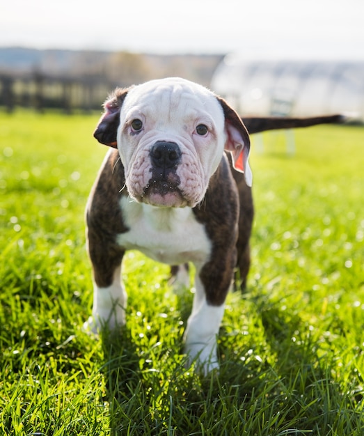 Tiger vacht Amerikaanse Bulldog pup close-up