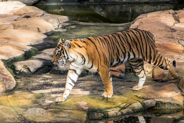 動物園の檻の中を歩く虎