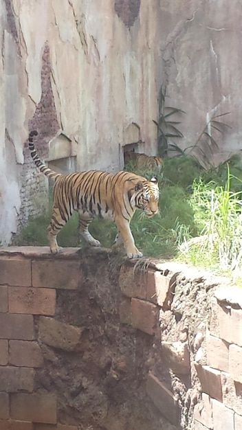 写真 動物園の石の壁を歩く虎