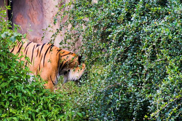 Una tigre che cammina attraverso un cespuglio con uno sfondo di caverna.