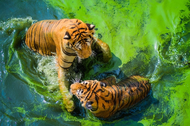 Photo tiger in a water