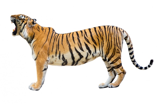 Tiger White background Isolate full body