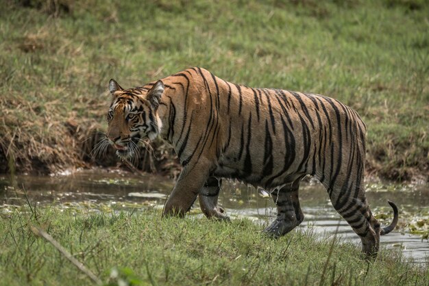 Photo tiger in the wild