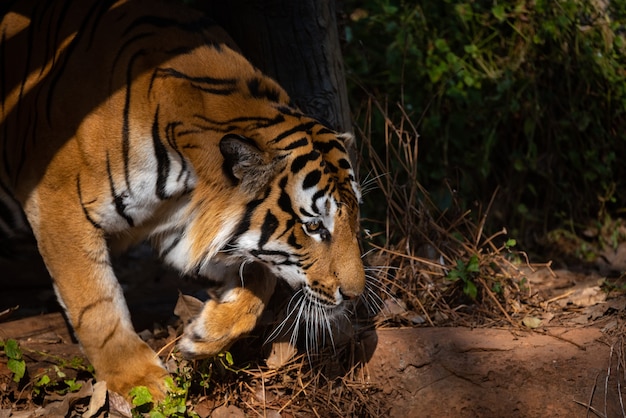 Predatore di mammiferi della fauna selvatica della tigre, animale carnivoro selvatico, tigre del bengala che mostra nello zoo