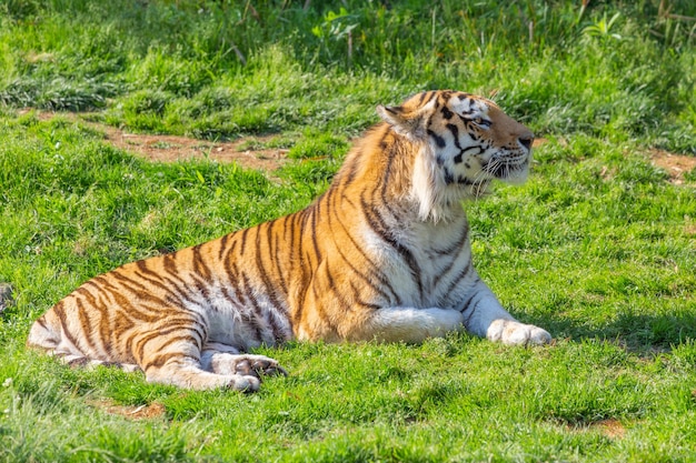 Tiger in a wildlife zoo one of the biggest carnivore in nature