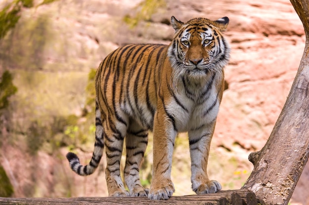 A tiger in the woods close up shot