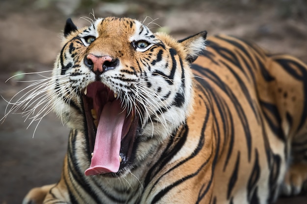 Photo the tiger yawn shows sleepiness.