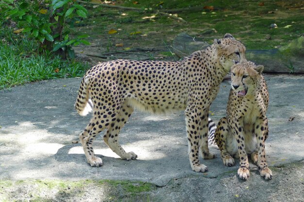 動物園のトラ