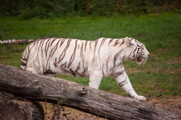 Photo tiger in a zoo