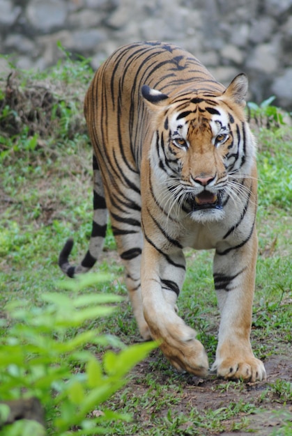 Foto tigre in uno zoo