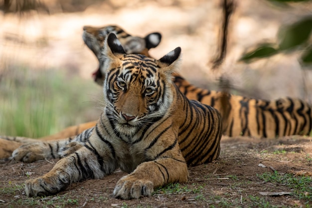 Photo tiger in a zoo